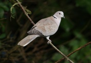 Portrait of a Collared Dove